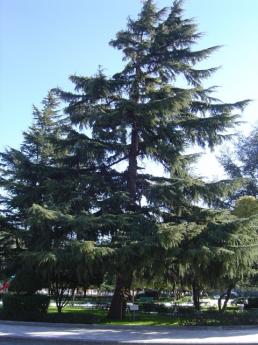 Cedar planted in honour of Marrone