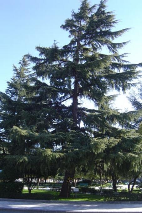 The cedar tree in Piazza dei Vespri
