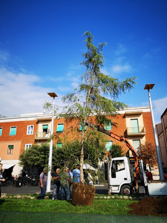 Workers of the Municipality planted the Tree 